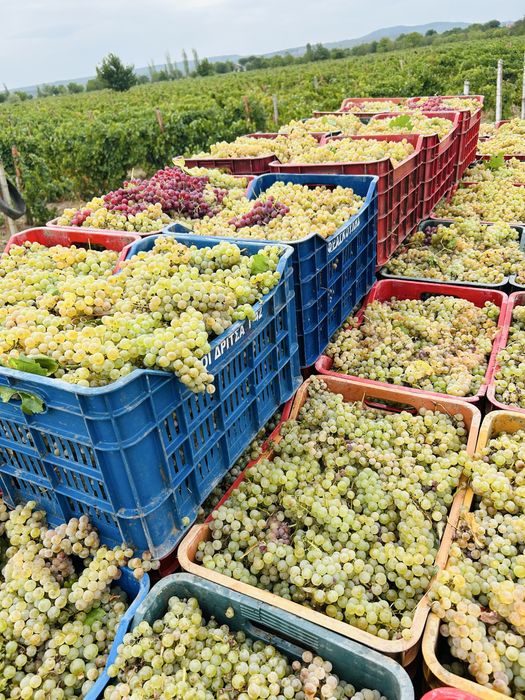 Vand struguri pentru vin