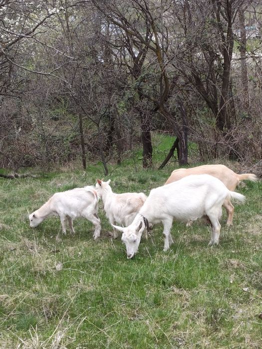 Vând iadă din capre saanen