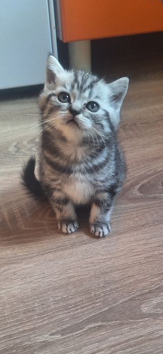 Котята шотландской породы