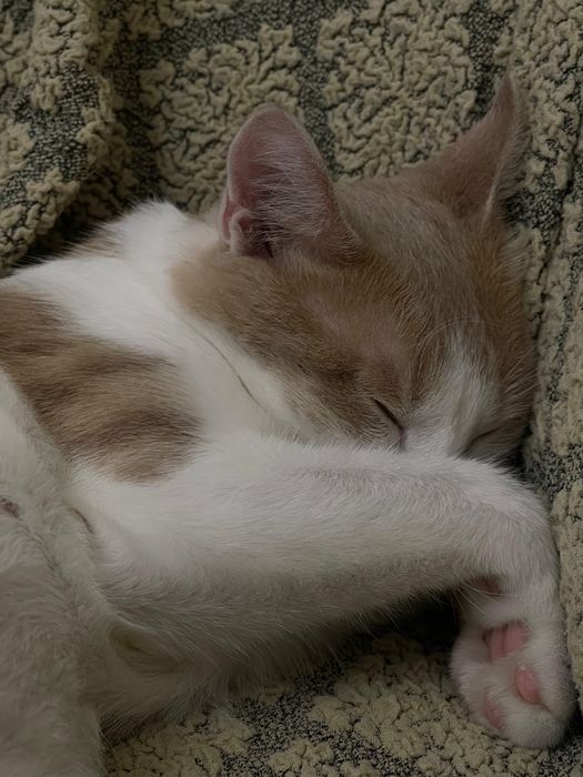 Отдам котят в хорошие руки