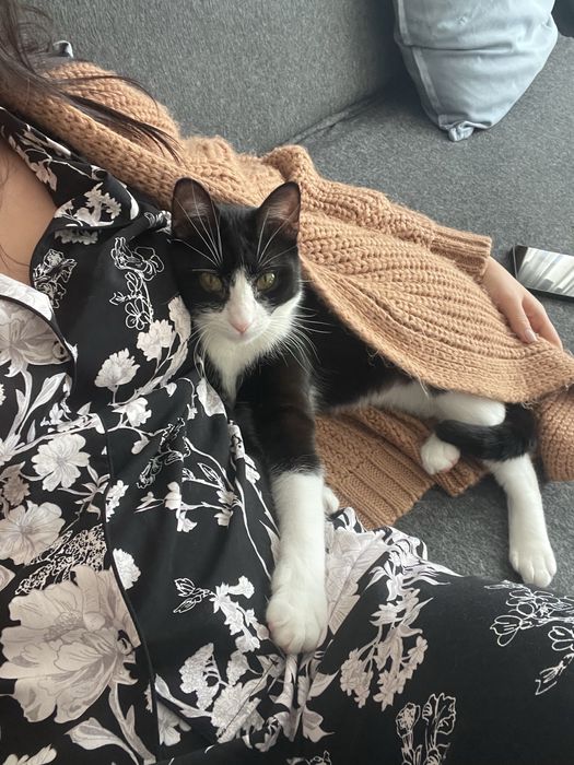 Adoptie pisica/motan 2 ani