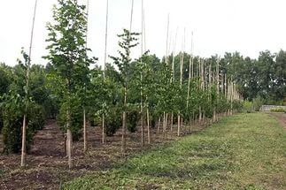 Саженцы деревьев, озеленение, посадка