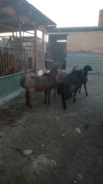 4 бас қошқар сатылады