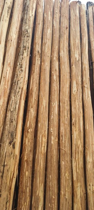 Terak mahsulotlari optim