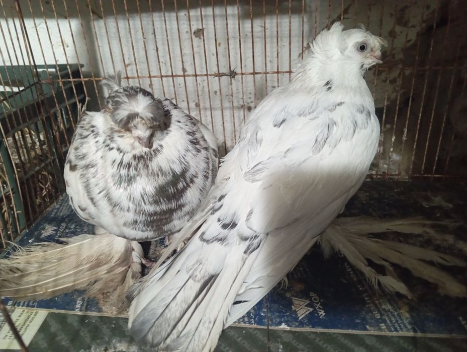 Продоёться пара голубей