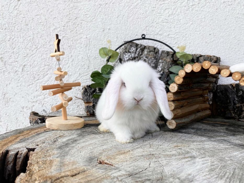 Iepuri pitici de companie berbec pitic mini lop holland lop