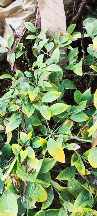 Limon ko'chat navi MIR