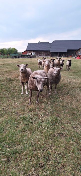 Oi texel de vânzare