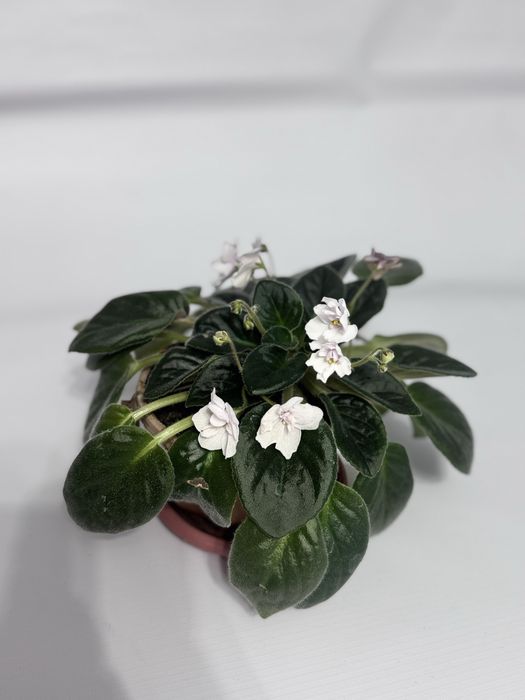 Домашние растение