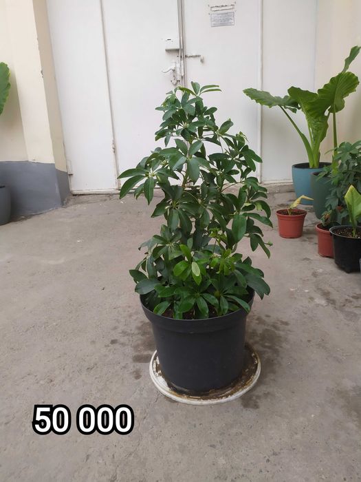 Цветы комнатные домашние