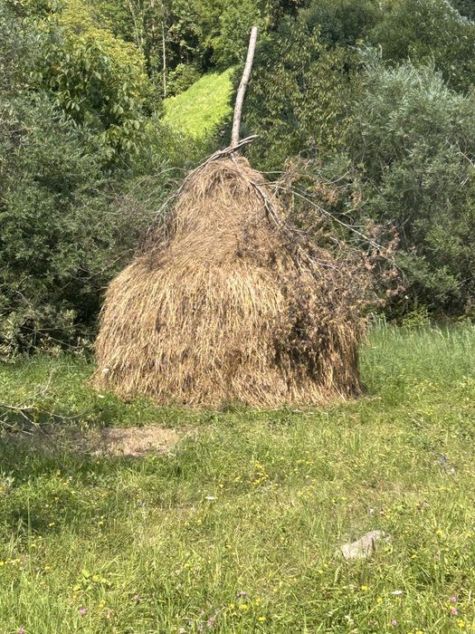 Vand fan sau schimb cu oaie/capra