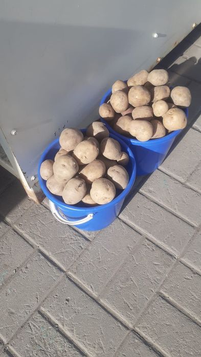 Продам семенной картофель