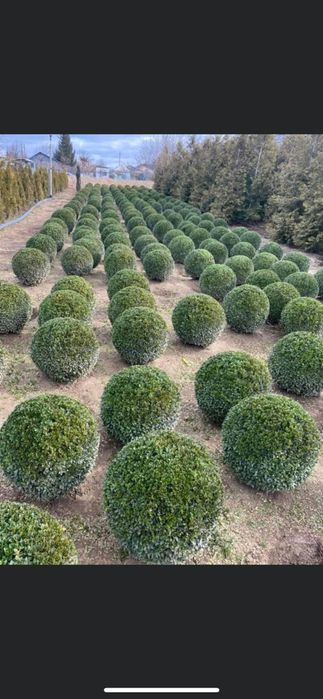 Tuia smaragd calitate extra toate dimensiunile Transport gratuit