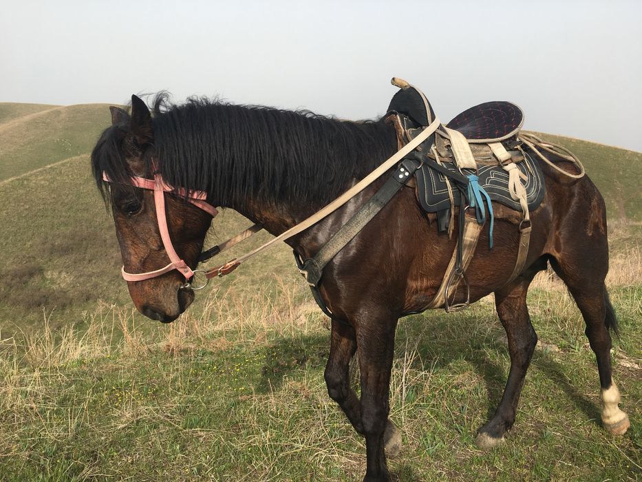 5-ты шыгар айгыр сатам