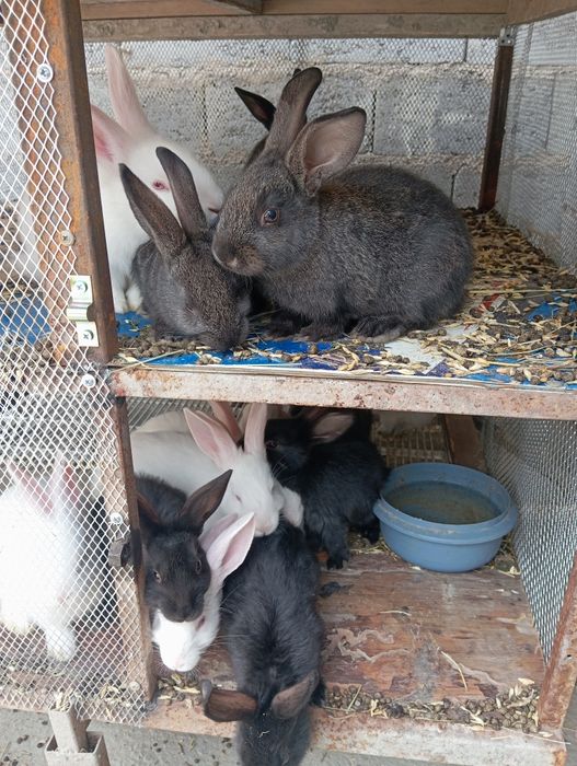 Quyon bolalari sotiladi