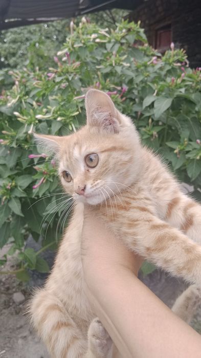Отдам в хорошие руки