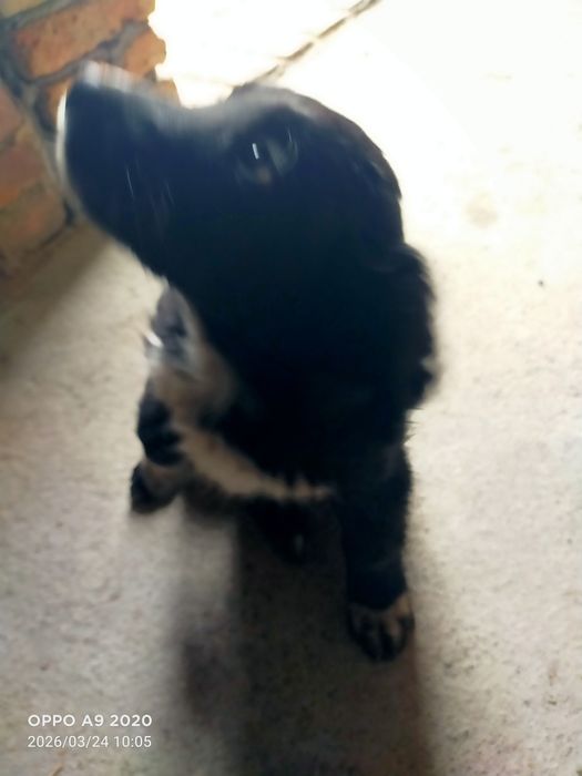 Продам щенка спаниель девочка