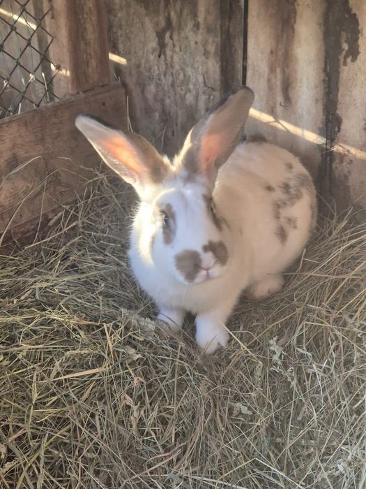 Vând iepuri pui și adulți