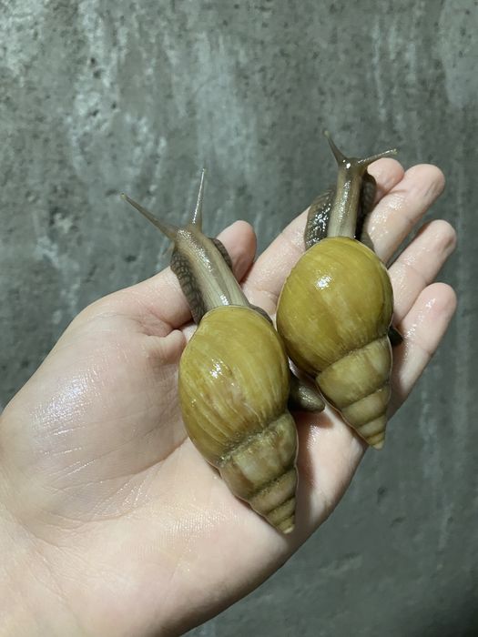 улитки ахатина радашка