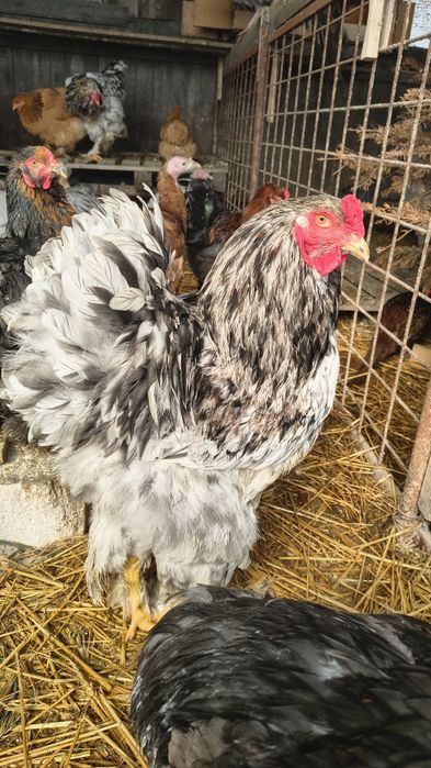 Vând cocoși Brahma