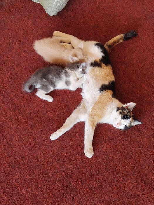 Отдам котят в хорошие руки
