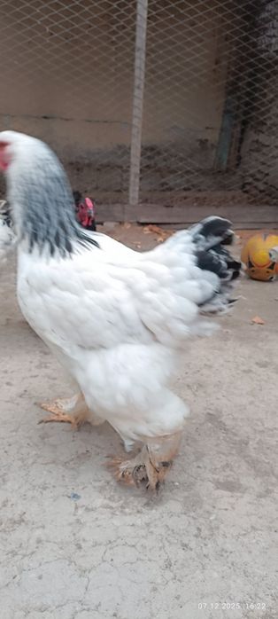 Палевый ва светлый брамалар сотилади, продаю палевые и светлые брамы