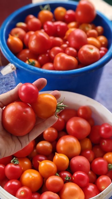 Продам местные помидоры
