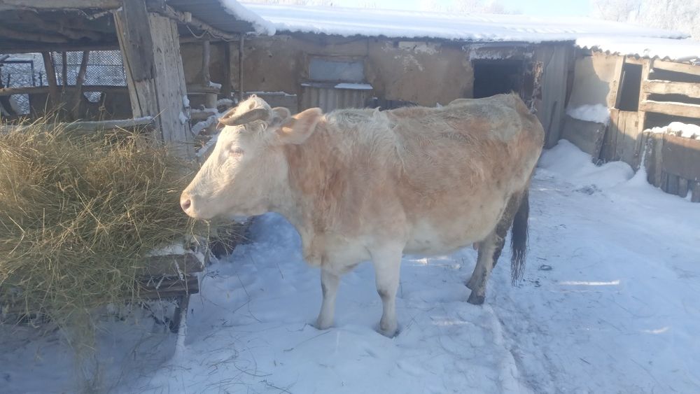 Продам корову 8 лет