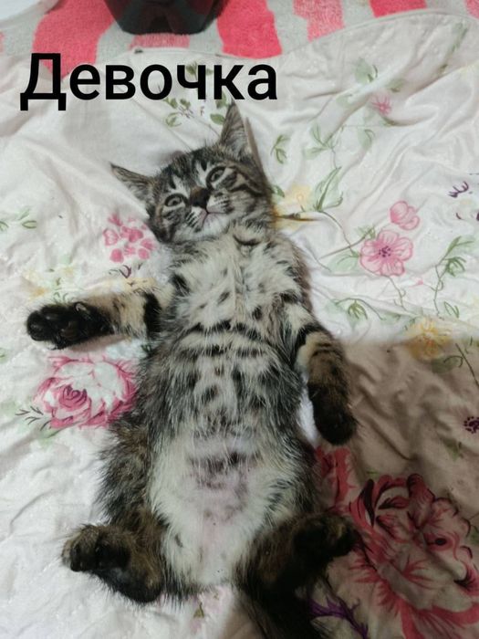 В добрые руки, котята ищут новый дом