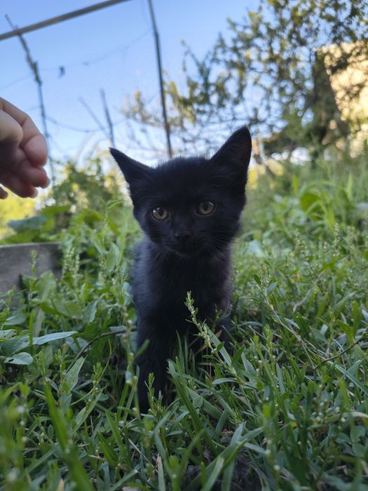 Отдаем котенка девочку