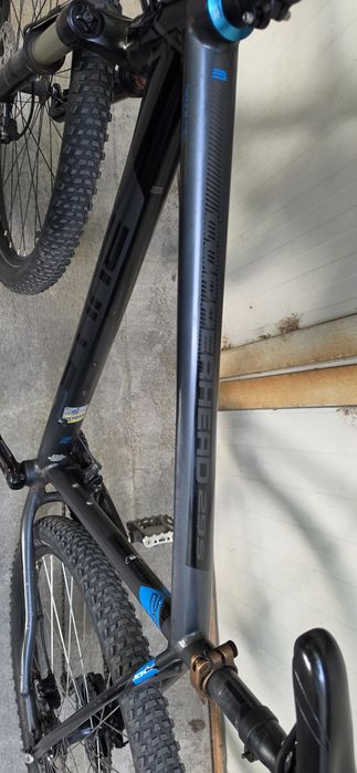 29" bulls compared 3