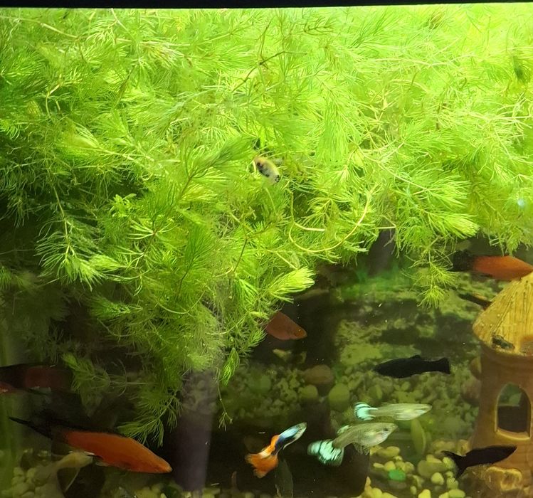 Аквариумные растения.