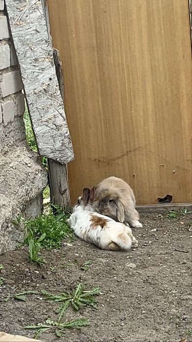 Декоротивный кролики