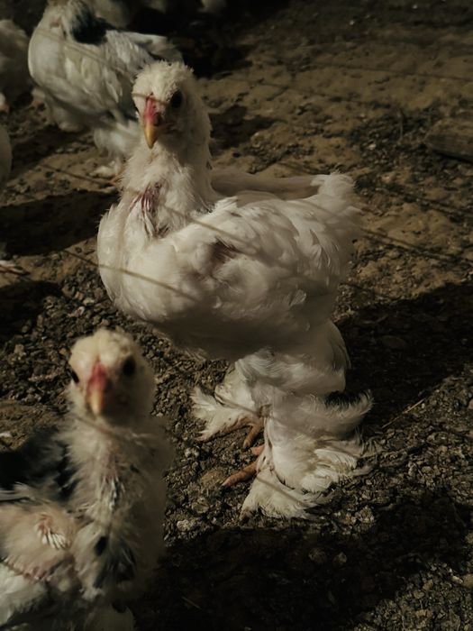 Брама цыплята балапан