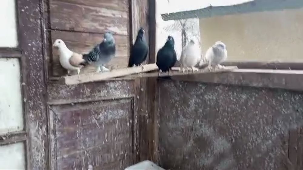 Продавам гълъби!!