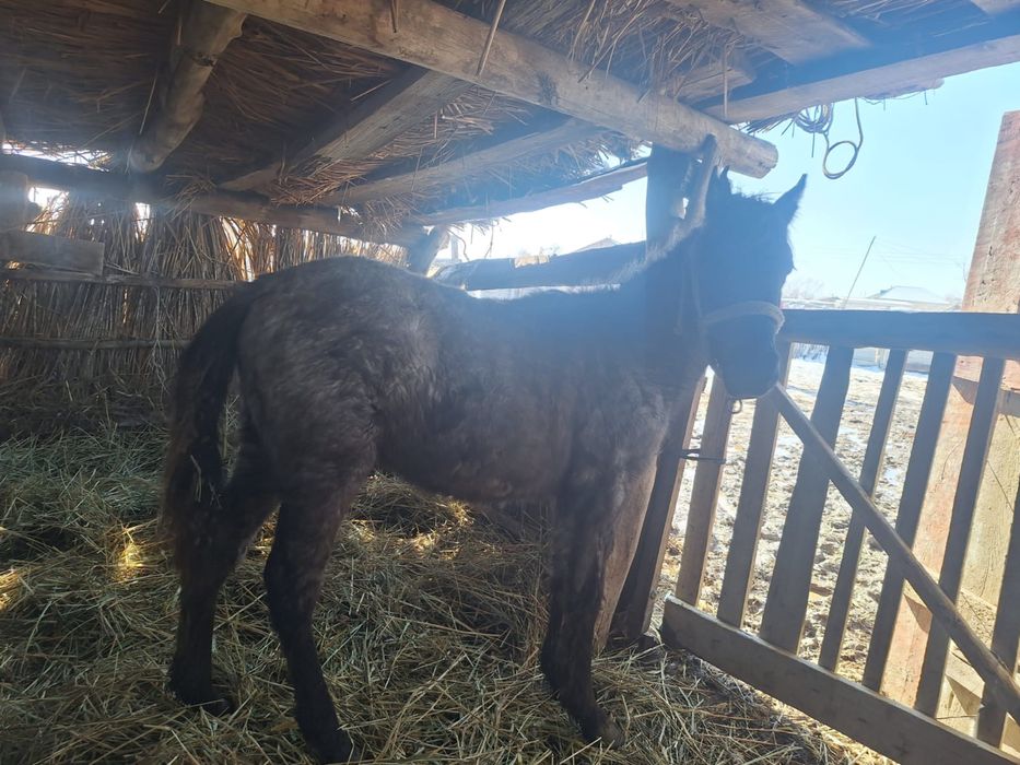 Еркек тай сатылады