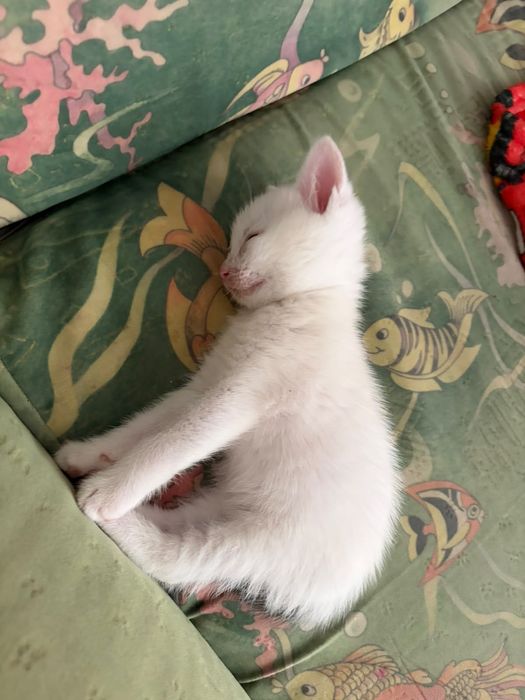 Отдам котика в добрые руки