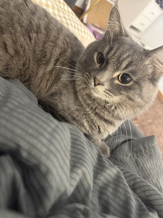 Отдам котят и кошек в добрые руки