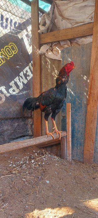 Хюкони точа хороз