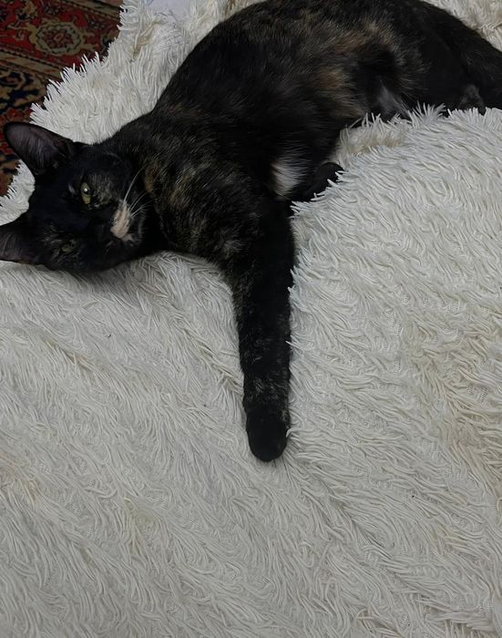 Потерялась кошка.