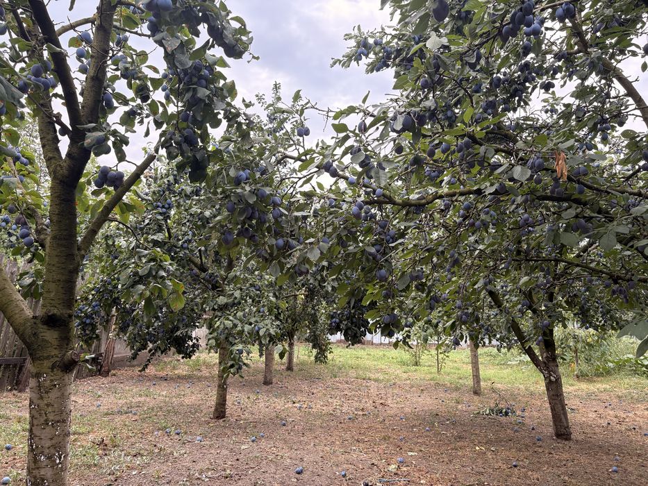 prune  carnoase de vanzare