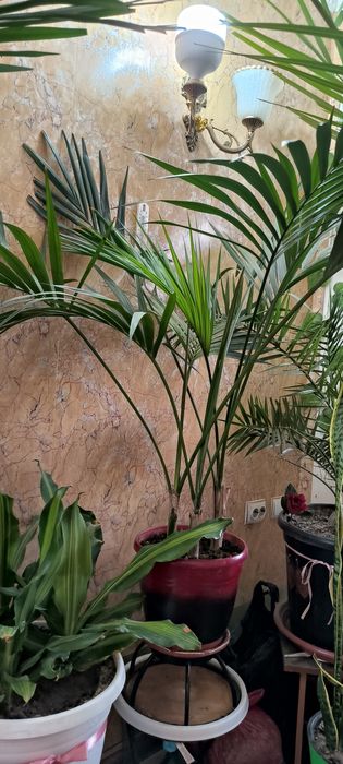 Пальмы, цветы,различные растения.