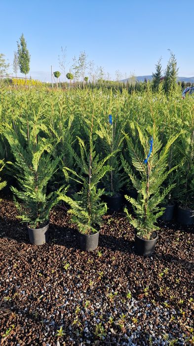 Cupressocyparis leylandi ( gard viu)