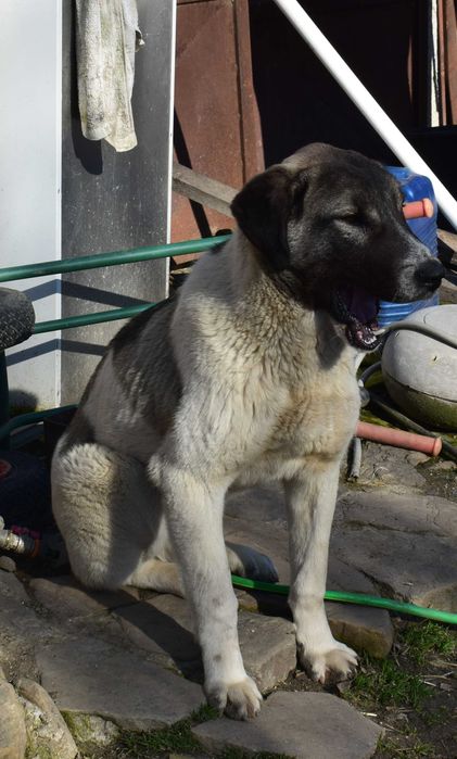 Ciobanesc Asia Centrală (Alabai) 6 luni