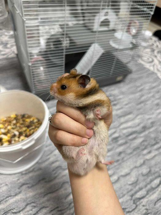 Сирийские хомяки