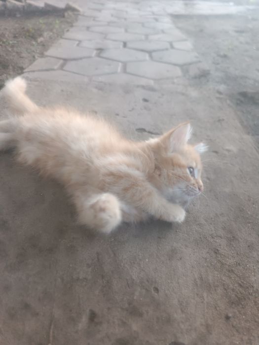 Отдам в добрые руки Котят