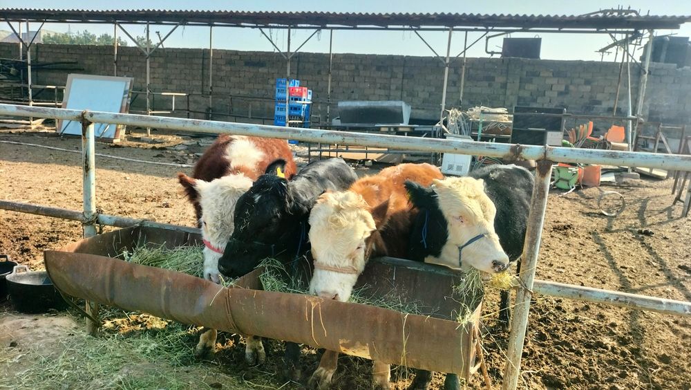 Продаются породистые бычки