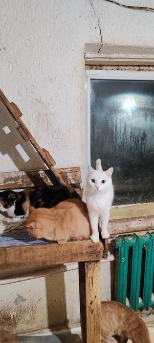 Очень классный молодой кот