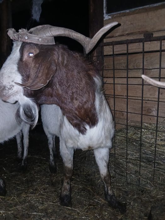 Vand 2 tapi frumosi si buni