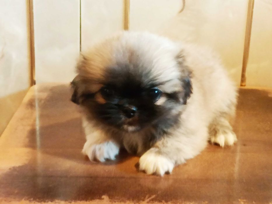 Продаются элитные чистокровные щенки породы "Пекинес"